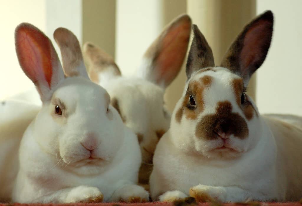 Choose chocolate or plush – not live animals this Easter!